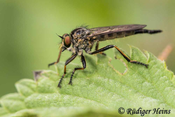 Neoitamus socius (Kleiner Strauchdieb) Weibchen