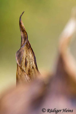 Convallaria majalis (Maiglöckchen), 23.10.2021