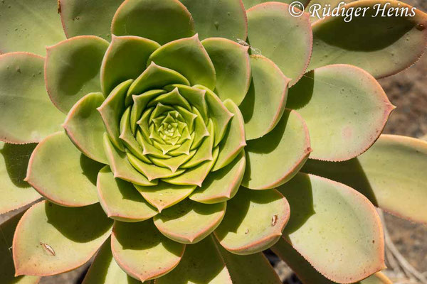 Aeonium urbicum, 16.5.2023 - Panasonic DMC-FZ 1000