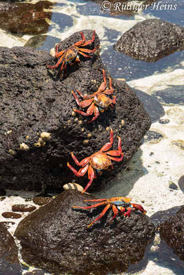 Grapsus grapsus (Rote Klippenkrabbe)