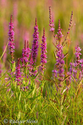 Lythrum salicaria (Gewöhnlicher Blutweiderich), 25.7.2019