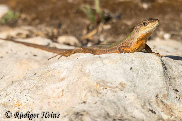 Podarcis sicula (Ruineneidechse), 27.9.2019