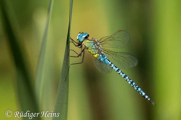Aeshna affinis, Südliche Mosaikjungfer, Männchen