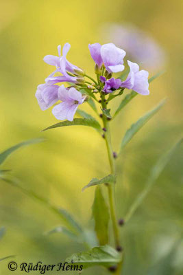 Cardamine bulbifera (Zwiebel-Zahnwurz), 21.4.2020