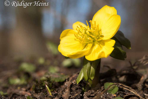 Winterling (Eranthis hyemalis), 22.2.2021