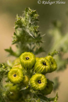 Senecio vernalis (Frühlings-Greiskraut)