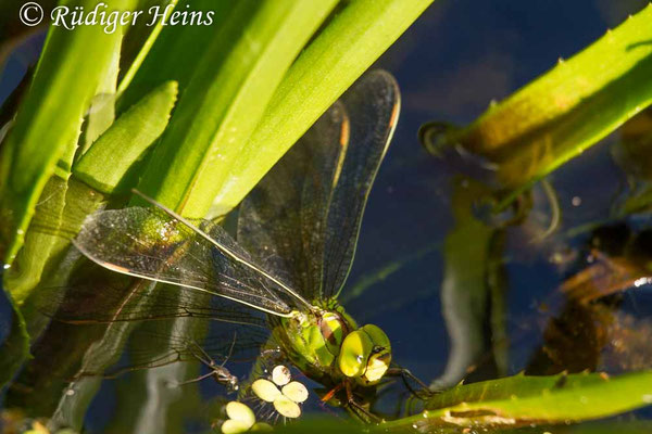 Aeshna viridis, Grüne Mosaikjungfer, Eiablage