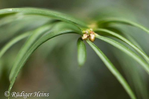 Europäische Eibe (Taxus baccata), 2.1.2021 - Rokkor 50mm f/1,7