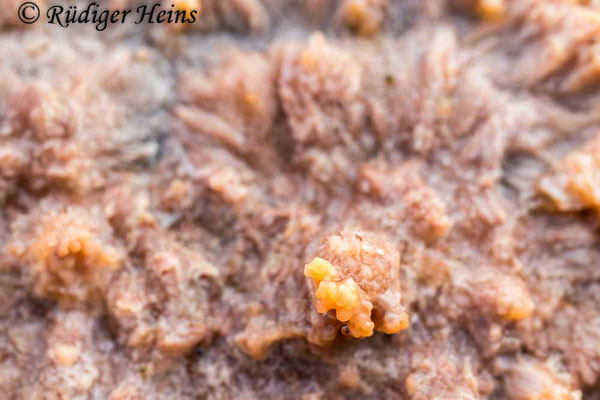 Orangeroter Kammpilz (Phlebia radiata), 17.11.2024 - Lupenobjektiv 65mm f/2.8