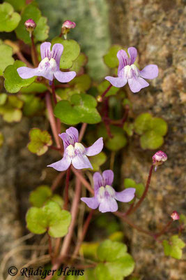 Cymbalaria muralis (Zimbelkraut), 27.4.2014