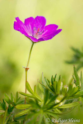 Geranium sanguineum (Blutroter Storchschnabel), 5.5.2016