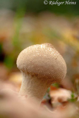 Lycoperdon perlatum (Flaschen-Stäubling), 15.11.2014