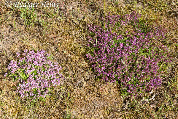 Thymus serpyllum (Sand-Thymian), 21.7.2020