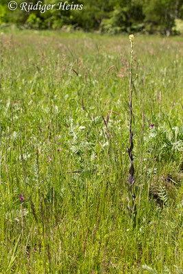 Arabis glabra (Turmkraut), 30.5.2020