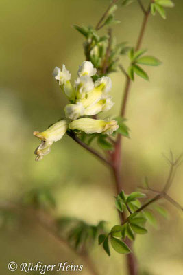 Ceratocapnos claviculata, Rankender Lerchensporn
