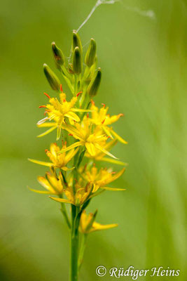 Narthecium ossifragum (Moorlilie, Beinbrech), 28.7.2015