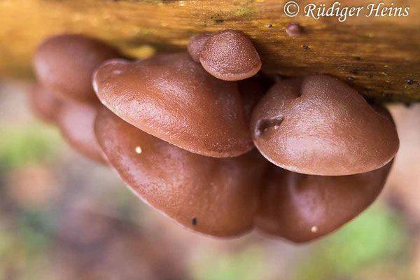 Auricularia auricula-judae (Judasohr), 22.2.2024