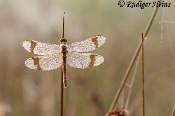 Sympetrum pedemontanum (Gebänderte Heidelibelle) Weibchen, 6.9.2014