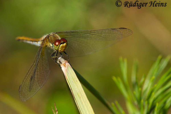 Sympetrum flaveolum (Gefleckte Heidelibelle) Weibchen, 16.8.2018