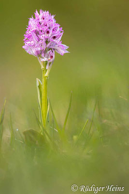 Neotinea tridentata (Dreizähniges Knabenkraut), 30.4.2024