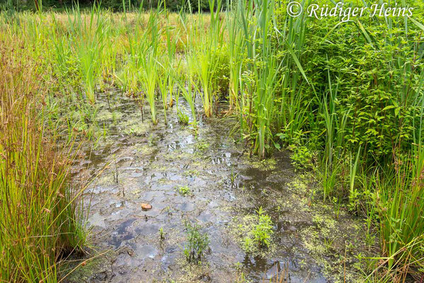 Flachwasserbereich, 22.8.2023 - Weitwinkelzoom 16-35mm f/4