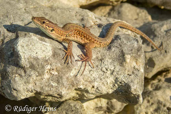 Podarcis sicula (Ruineneidechse), 25.9.2019