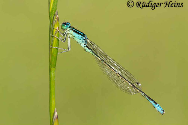 Ischnura pumilio (Kleine Pechlibelle) Männchen, 25.6.2019