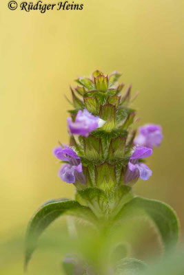 Kleine Braunelle (Prunella vulgaris), 25.6.2025 - Makroobjektiv 100mm f/2.8