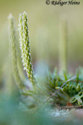 Plantago coronopus (Krähenfuß-Wegerich)