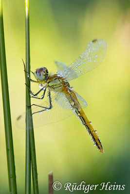 Sympetrum fonscolombii (Frühe Heidelibelle) Weibchen, 27.9.2015