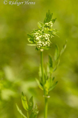 Thalictrum flavum (Gelbe Wiesenraute), 12.6.2022