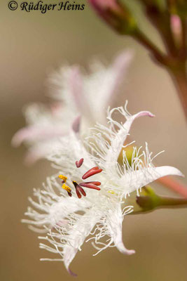 Menyanthes trifoliata (Fieberklee), 10.5.2020