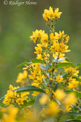 Lysimachia vulgaris (Gewöhnlicher Gilbweiderich), 29.7.2022