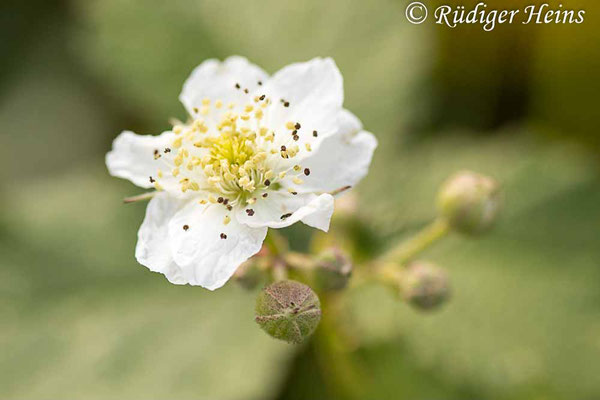 Rubus caesius (Kratzbeere), 14.9.2022