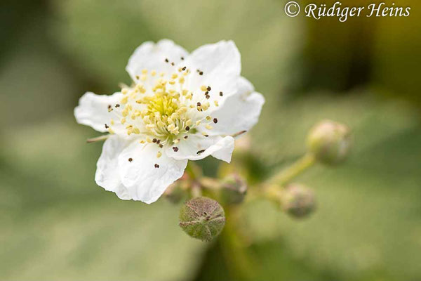 Rubus caesius (Kratzbeere)