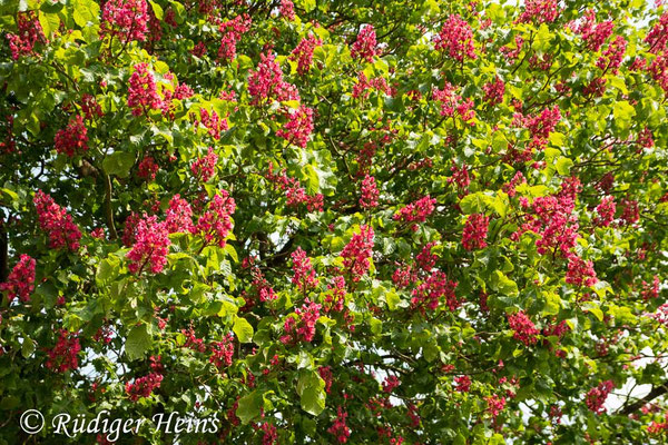 Aesculus carnea (Rotblühende Roßkastanie), 20.5.2019