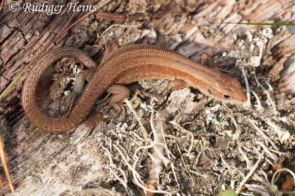 Zootoca vivipara (Waldeidechse)