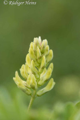 Astragalus glycyphyllos (Bärenschote)