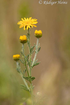 Anthemis tinctoria (Färberkamille)
