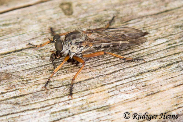 Neomochtherus pallipes (Striemen-Raubfliege) Weibchen