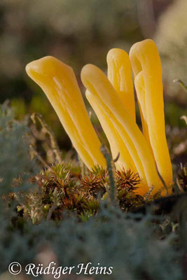 Clavaria argillacea (Heidekeule), 4.11.2012