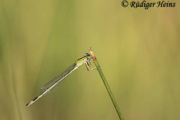 Insel-Pechlibelle (Ischnura genei) Weibchen