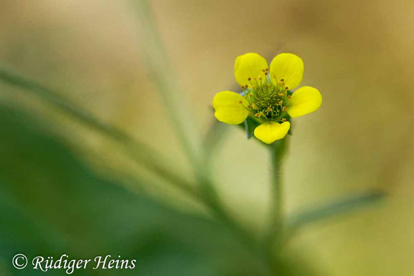Geum urbanum (Echte Nelkenwurz)