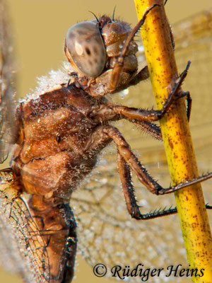Orthetrum coerulescens (Kleiner Blaupfeil) Weibchen