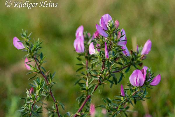 Ononis spinosa (Dornige Hauhechel)