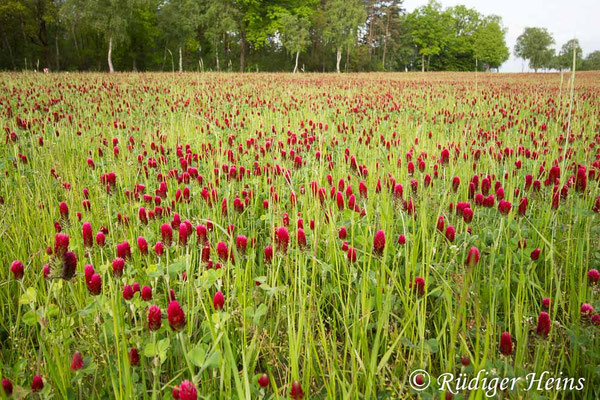 Trifolium incarnatum (Inkarnat-Klee)