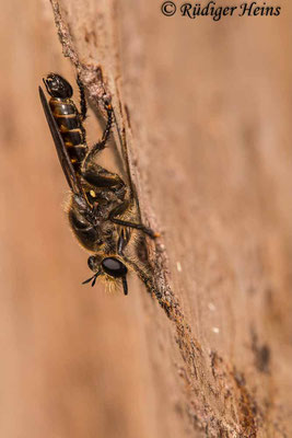 Choerades ignea (Zinnober-Mordfliege) Männchen, 13.8.2021