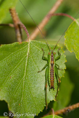 Conocephalus dorsalis (Kurzflügelige Schwertschrecke) Männchen, 18.7.2019