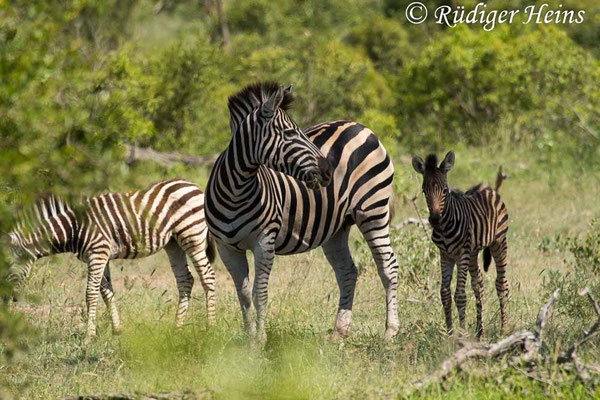 Equus quagga (Steppenzebra), 23.1.2019