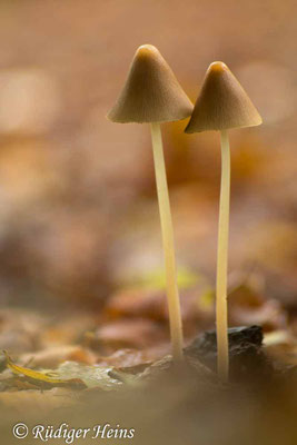 Mürbling (Psathyrella sp.), 28.10.2023 - Pentacon 135mm f/2.8